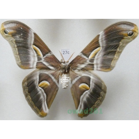 Samia cynthia (Drury, 1773) male ex. ovo India 104mm27c